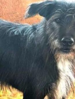 Mr. Tom sucht ein ruhiges Zuhause - München