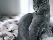 Heilige Birma/BKH MIX Kitten, unser letztes Mädchen - Gelsenkirchen