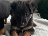 Bernersennen x Labrador Mischlingswelpen suchen Kuschelplatz mit viel Liebe - Lichtenfels (Bayern)