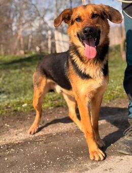 Baylo möchte endlich ankommen - Berlin