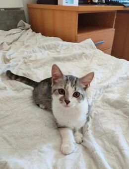 🐾 Kater „Coco“ – Sibirisch x Europäisch Kurzhaar, 4 Monate jung - Mainz