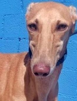 MIEL - schöne und liebenswerte Galga! - Sulzbach-Laufen