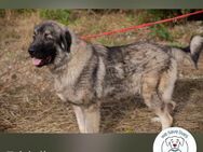 Fridolin: Großer Hund mit großem Herz - Kirchzell