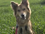 Harzerfuchs Hündin sucht neues Zuhause - Görlitz