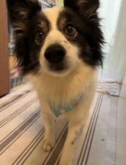 Jerry SR-Sonnenschein sucht Zuhause - Neustadt (Rübenberge)