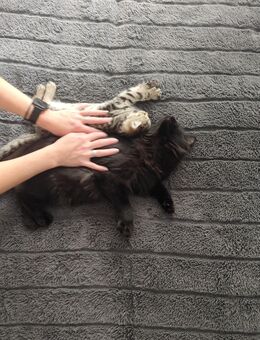 Kitten Suchen Ein Zuhause - Neunkirchen (Nordrhein-Westfalen)