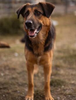 Avis 💗 wundervolle, so sanfte Hündin - Hamburg