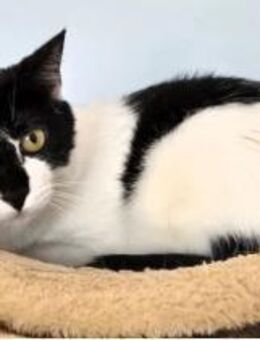 Fernando (+Pepper) - verschmust und lieb - Wilhelmsfeld