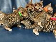 Bengal Katze in 45147