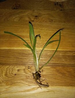 Grünlilie Ableger, grün, Chlorophytum comosum - Dortmund Aplerbeck