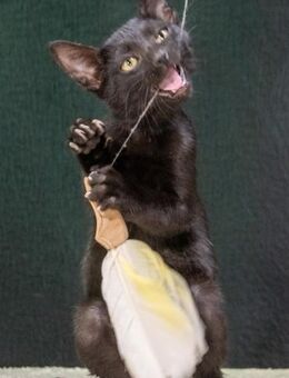 Sebastian, ein niedliches Katzenkind - Brunstorf
