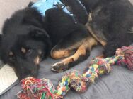 Ruhiges für immer zu Hause von Bella gesucht - Anklam
