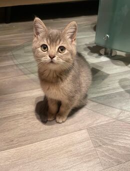 BKH Kitten - Schloß Holte-Stukenbrock