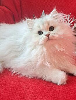 Bkh black silver shaded und blh black silver color point kitten mädchen - Heidelberg