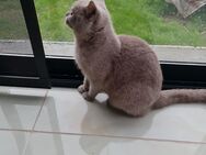 2 Britisch Kurzhaar Katzen – 9 Monate alt – mit komplettem Zubehör abzugeben - Peiting