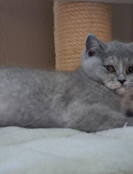 Britische Kurzhaar in blue Tortie - Meßkirch