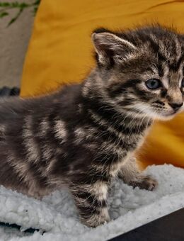 Main Coon Mix - Rehburg-Loccum