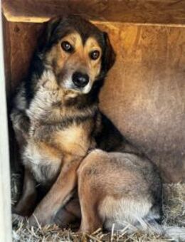 Labello - Pflegestelle oder Zuhause gesu - Oberwies