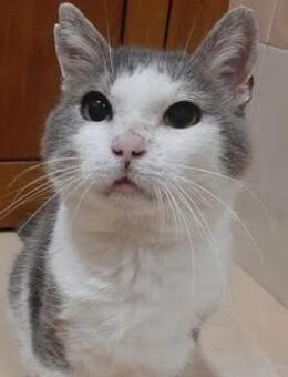 Roland ist FIV positiv - Ingolstadt