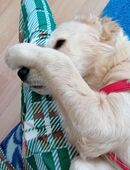 Golden Retriever Emma in 4133