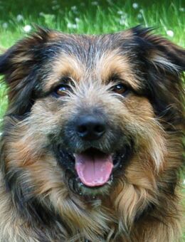 Sly- Mischling - 2 Jahre - Tierhilfe Franken e.V. - Lauf (Pegnitz) Zentrum
