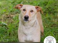 Chip 248699: sucht ein Zuhause - Kirchzell