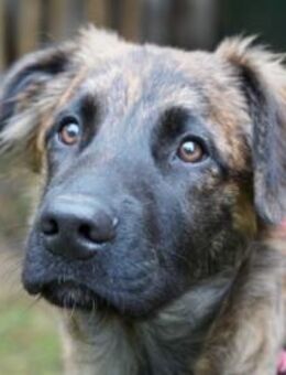 Wer gibt Giove ein Zuhause? - Neuss