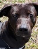 Patch: Neugieriger Jungspund sucht dich! in 06886