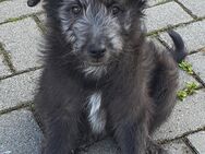 Einzigartige Welpen, Goldendoodel / Westerwälder Kuhhund x griechischer Hütehund /Bracke Mix
