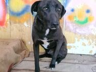 BLACKY ist ruhig und sehr sensibel ♥️ - München