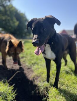 Aktiver Hund sucht seine Menschen - Süderdorf