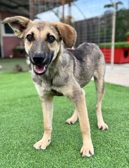 Pippin - treuer Begleiter - Koblenz