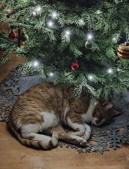 FEIERN SIE 2026 WEIHNACHTEN IN IHREM EIGENEN HAUS! SOFORT ANRUFEN: 01714863595 - Chemnitz