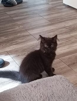 Wunderschöne Mixkitten abzugeben - Herne Röhlinghausen