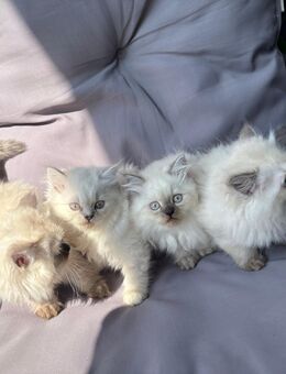 Ragdoll Babaykatze - Berlin