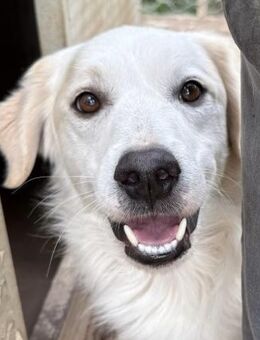 GAETANO - so schön wie ein Coverboy - Dänischenhagen