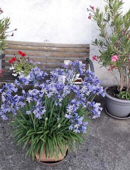 Einfamilienhaus mit Einliegerwohnung und 3 Garagen auf großem Grundstück in Euerbach, OT - Euerbach