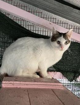Malia aus dem Tierschutz Kreta - Grevenbroich