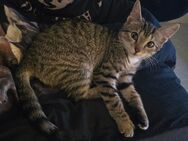 1Baby Katze/ Mia sucht ein Zuhause für immer - Neustadt (Weinstraße)