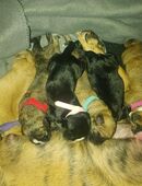 Boxer Labrador Welpen in 49774