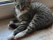 Britisch kurzhaar Ekh Katze mix kitten - Starkenberg