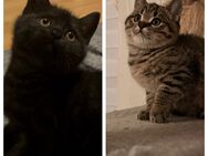 BKH Kitten golden tabby und black smoke - Hamburg