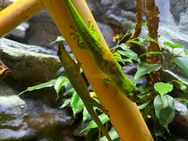 3x Madagaskar-Taggeckos zu verkaufen - Berchtesgaden