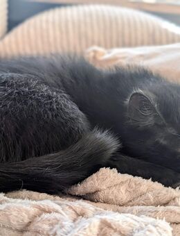 Zwei süße Kitten suchen ein liebevolles Zuhause! 🐾 - Sulz (Neckar)