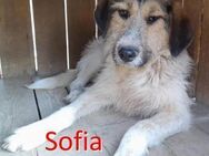 SOFIA ❤ wartet in 48431 Rheine - Langenhagen