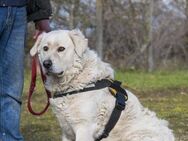 Albin  ein Hund für Kenner - Puchheim