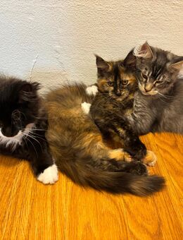 Main Coon Kitten - Frankfurt (Main)