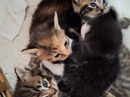 Norwegische Waldkatzen Kitten - Schönwalde-Glien