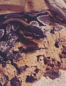 Verkaufe Königspython in 49191