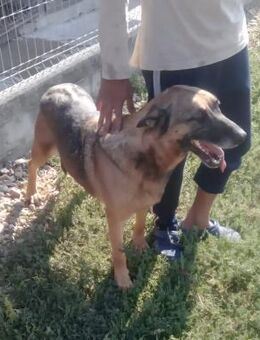 Haiduc sucht ein Zuhause - Egestorf